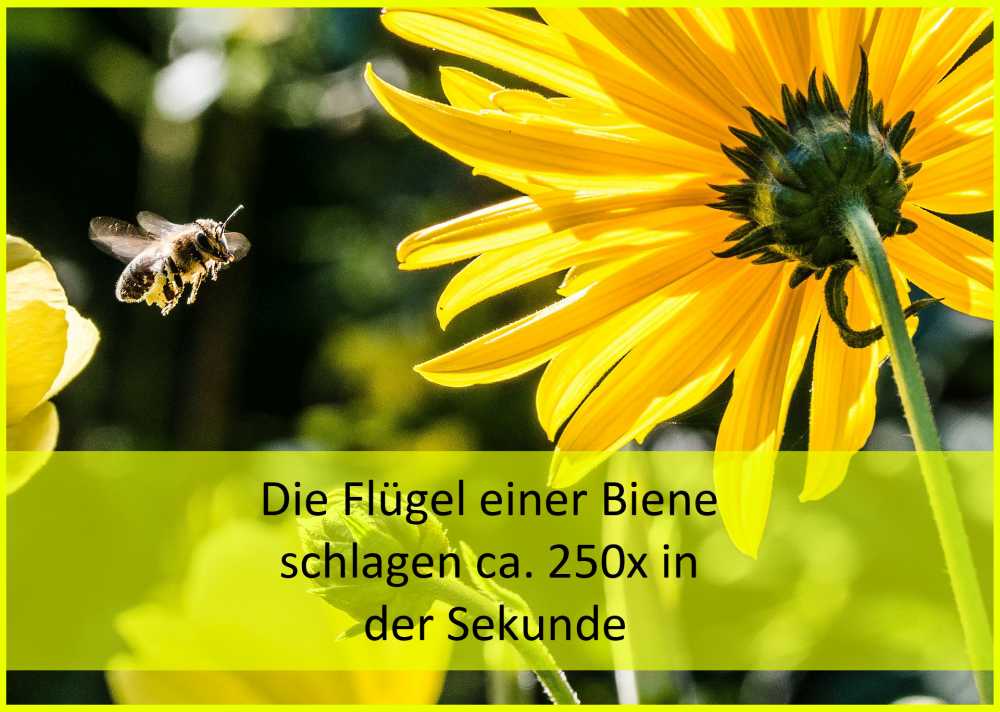 Flügelschlag einer Biene, Pixabay_Christian Birkholz_