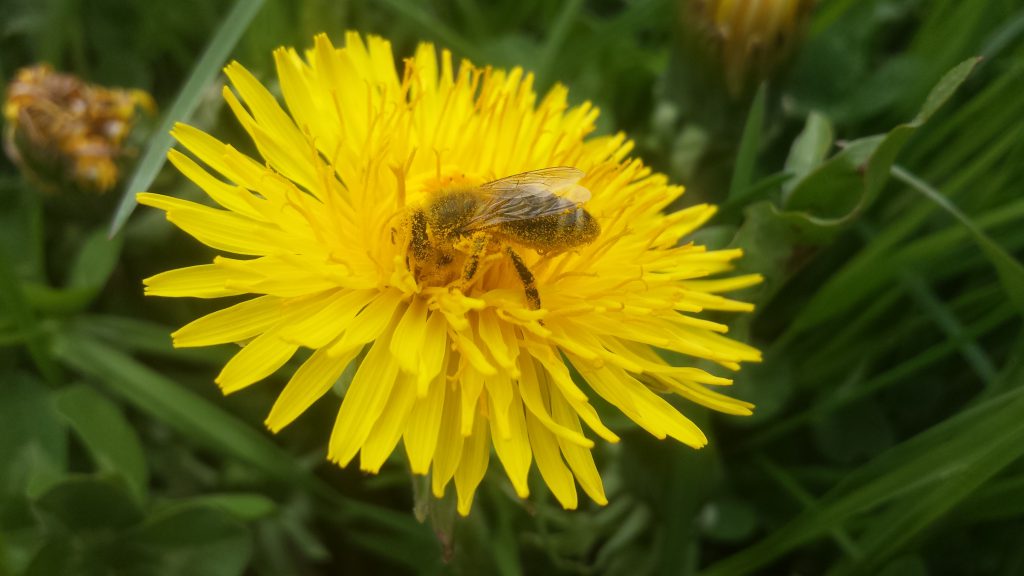 Biene mit Löwenzahn, © Elisabeth Pfeifhofer