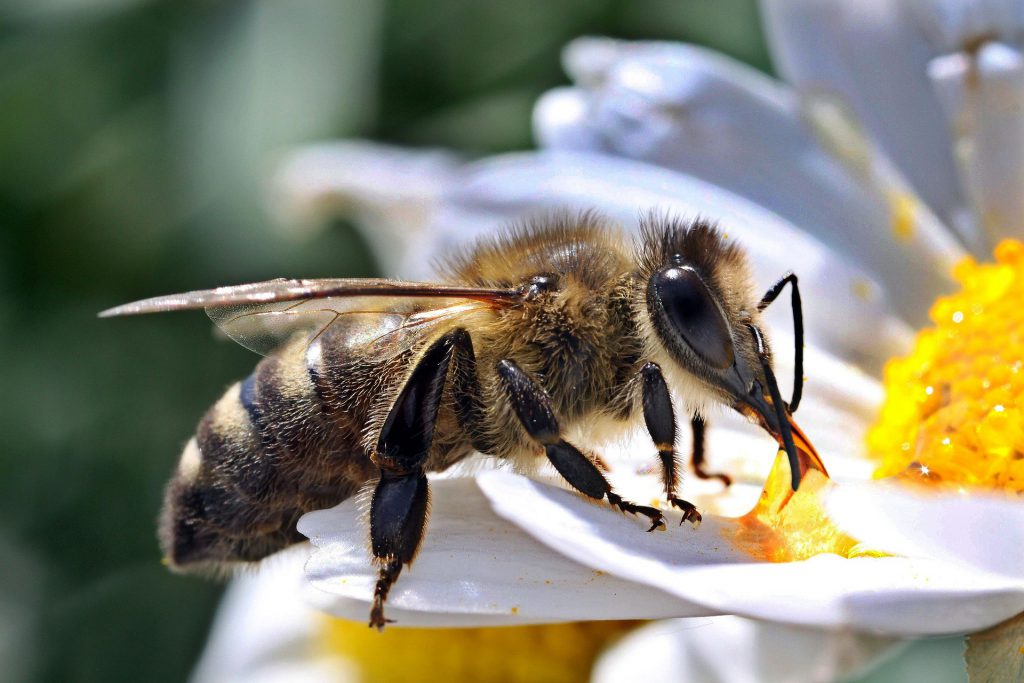 Biene beim Sammeln von Nektar - canonfan, pixabay