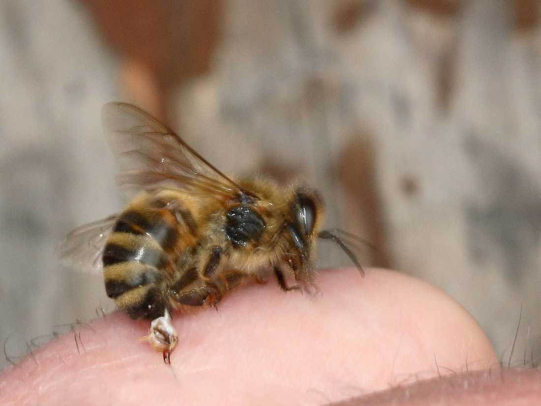 Stechende Biene, Von Waugsberg - Eigenes Werk, CC BY-SA 3.0, Wikipedia