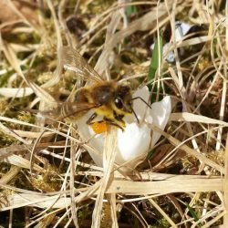 Biene auf Krokus, © Elisabeth Pfeifhofer