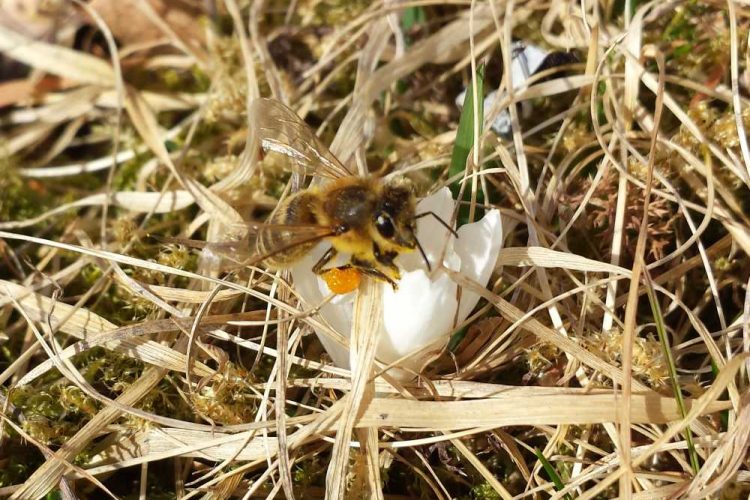 Biene auf Krokus, © Elisabeth Pfeifhofer