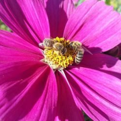 Bienen auf Blume