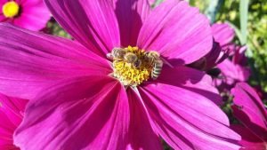 Bienen auf Blume