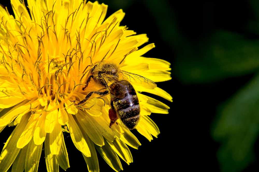Biene bestäubt Blume, pixabay_efPercy05
