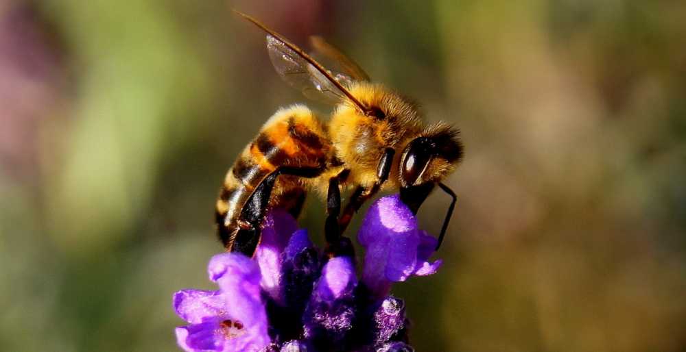 Biene bestäubt Lavendel, pixabay_chezbeate