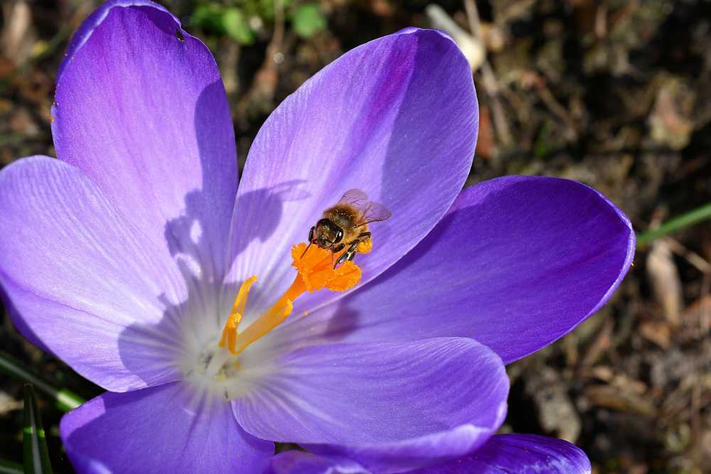 Biene bestäubt blauen Krokus, pixabay_Kapa65