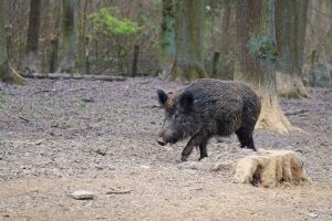 Wildschwein, Pixabay_webandi